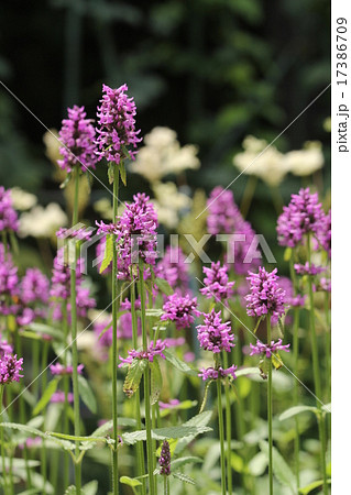 カッコウチョロギ カッコウチョロギ 17386709