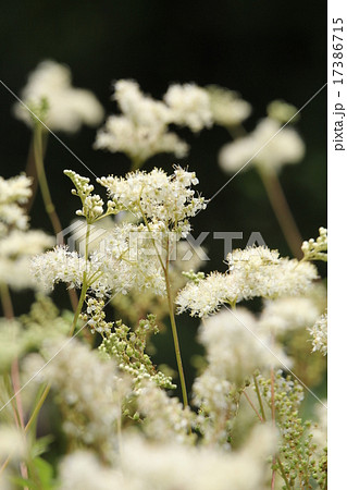 セイヨウナツユキソウ セイヨウナツユキソウ 17386715