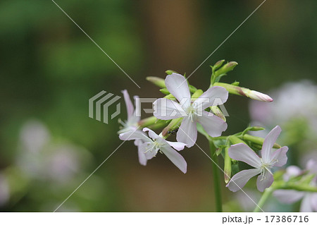 ザボンソウ 17386716