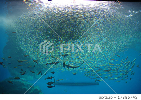 水族館 水族館 17386745