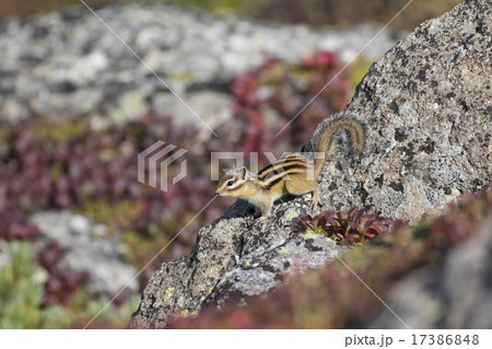 エゾシマリス_04 17386848