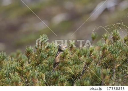 エゾシマリス_08 17386853