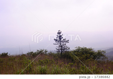 朝霧の阿蘇仙酔峡 17386882