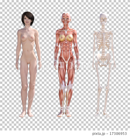 人体標本　筋肉　骨格　リアル３DCGイラスト素材 17386953