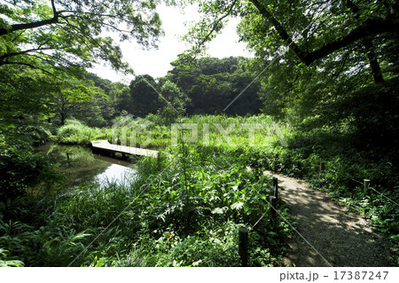 目黒自然教育園 17387247