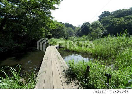 目黒自然教育園 目黒自然教育園 17387248
