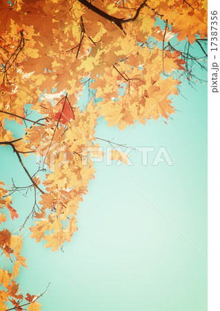 yellow maple in autumn park 17387356