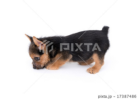 ノーリッチテリアの子犬 ノーリッチテリアの子犬 17387486