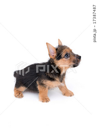 ノーリッチテリアの子犬 17387487