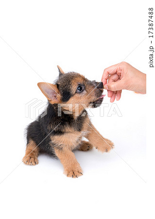 ノーリッチテリアの子犬 ノーリッチテリアの子犬 17387488