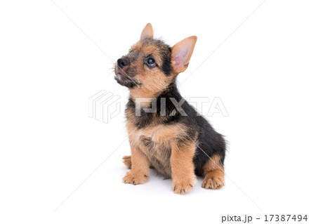 ノーリッチテリアの子犬 17387494