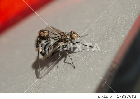Flies mating 17387682