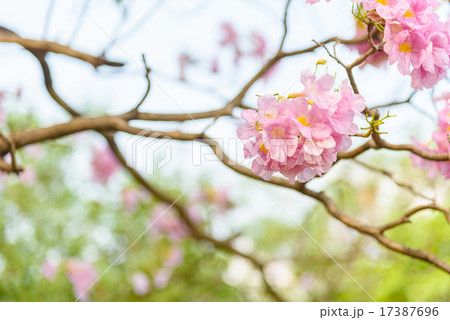Pink Trumpet flower Pink Trumpet flower 17387696