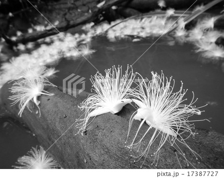 儚く散る 儚く散る 17387727