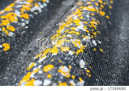 Old wavy roofing slate covered with lichen Old wavy roofing slate covered with lichen 17389680