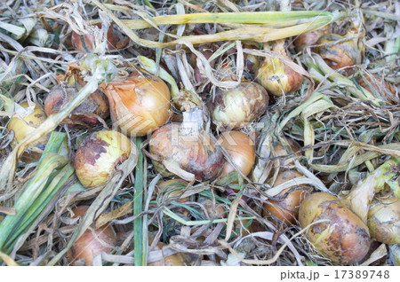 Fresh picked onions on pile Fresh picked onions on pile 17389748
