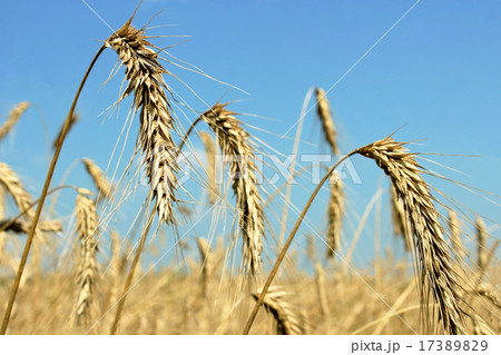 Ears of wheat 17389829
