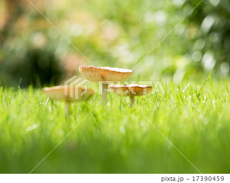 芝生に生える大きなキノコの写真素材