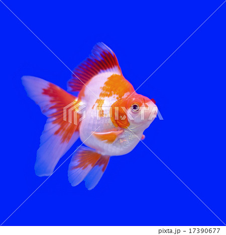 beautiful goldfish 17390677
