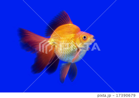 beautiful goldfish beautiful goldfish 17390679