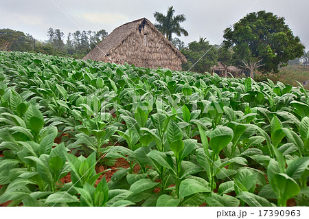 Tobacco farm 17390963