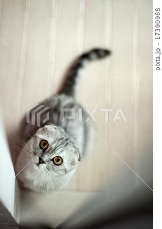 Grey cat 17390968