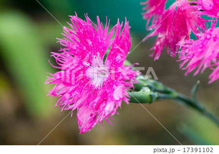 ナデシコ 17391102