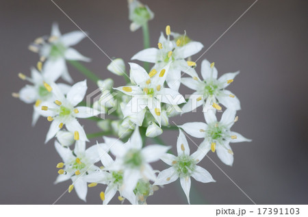 上から見たニラの花 17391103