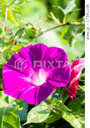 朝顔 17391106