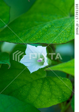 マメアサガオ マメアサガオ 17391108