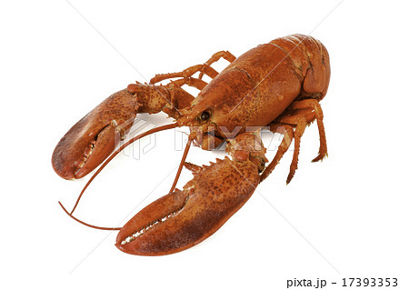 白背景のロブスター 17393353