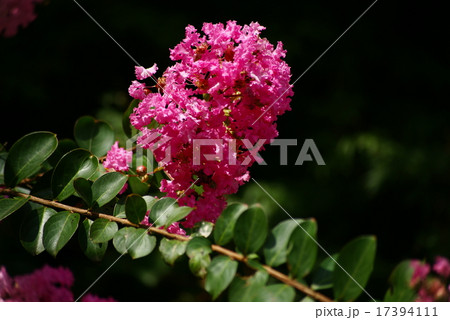 百日紅（さるすべり）の花 17394111