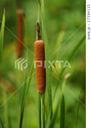 ガマの穂 17394115
