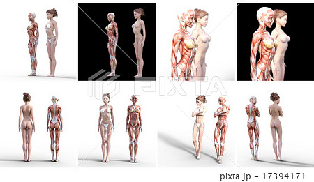ヌードの女性と筋肉標本　perming3DCGイラスト素材 17394171