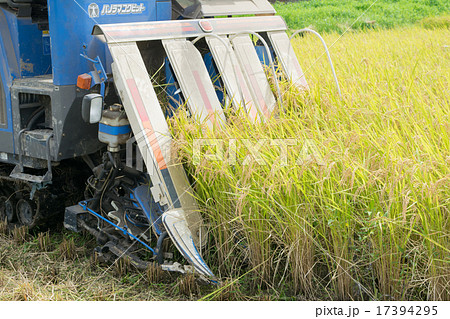 「コシヒカリ」の収穫（コンバインによる稲刈り）２ 17394295