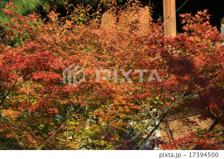 fall season in Tofukuji Temple 17394500