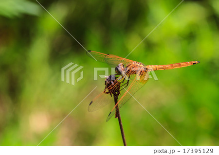 dragonfly resting on a branch dragonfly resting on a branch 17395129