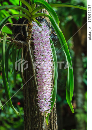 wild orchids in forest of Thailand 17395157