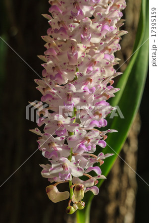 wild orchids in forest of Thailand wild orchids in forest of Thailand 17395159