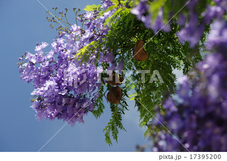 熱海 ジャカランダの花の写真素材