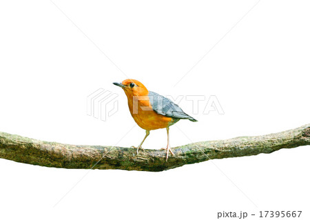orange-headed thrush 17395667
