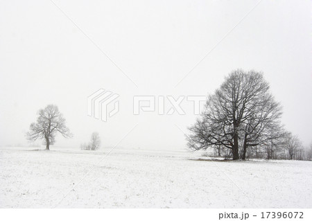 solitary trees in winter landscape 17396072