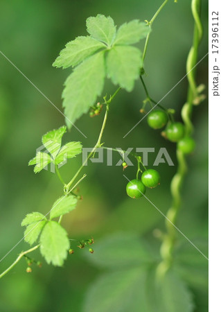 自然 植物 アマチャヅル、九月初めの実です。十月ころには黒く熟します 自然 植物 アマチャヅル、九月初めの実です。十月ころには黒く熟します 17396112