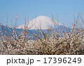 富士山と梅 17396249