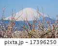 富士山と梅 17396250
