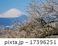 富士山と梅 17396251