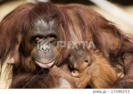 オランウータンの母子 17396253