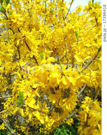 庭のレンギョウの花 17396418