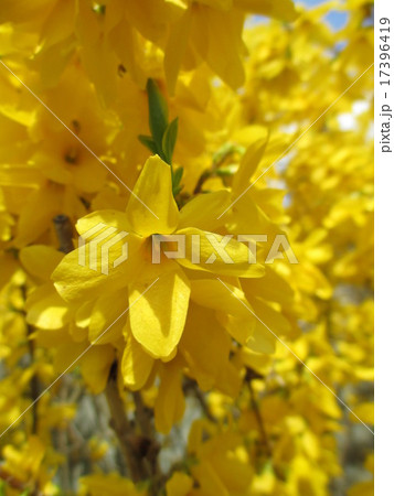 春の花　レンギョウ 17396419