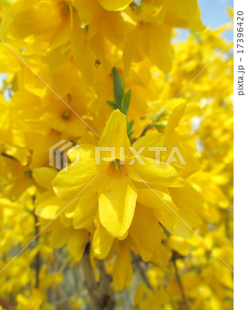 春の花　レンギョウ 17396420